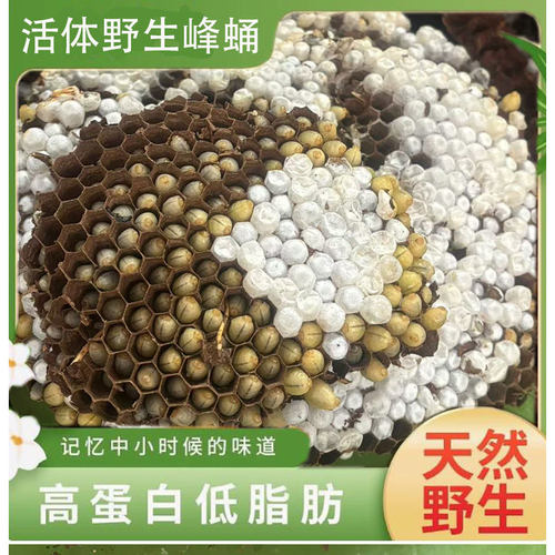 蜂蛹新鲜野生活体马蜂蛹