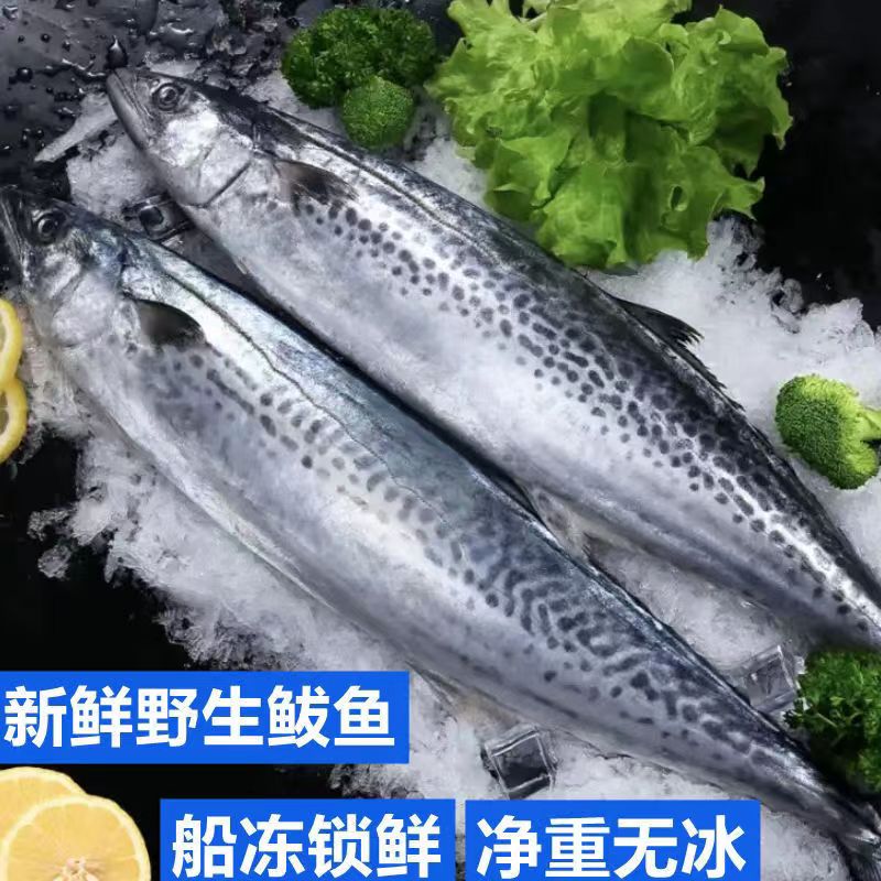 新鲜海捕鲅鱼马鲛鱼深海马鲛鲜活速冻整条发货