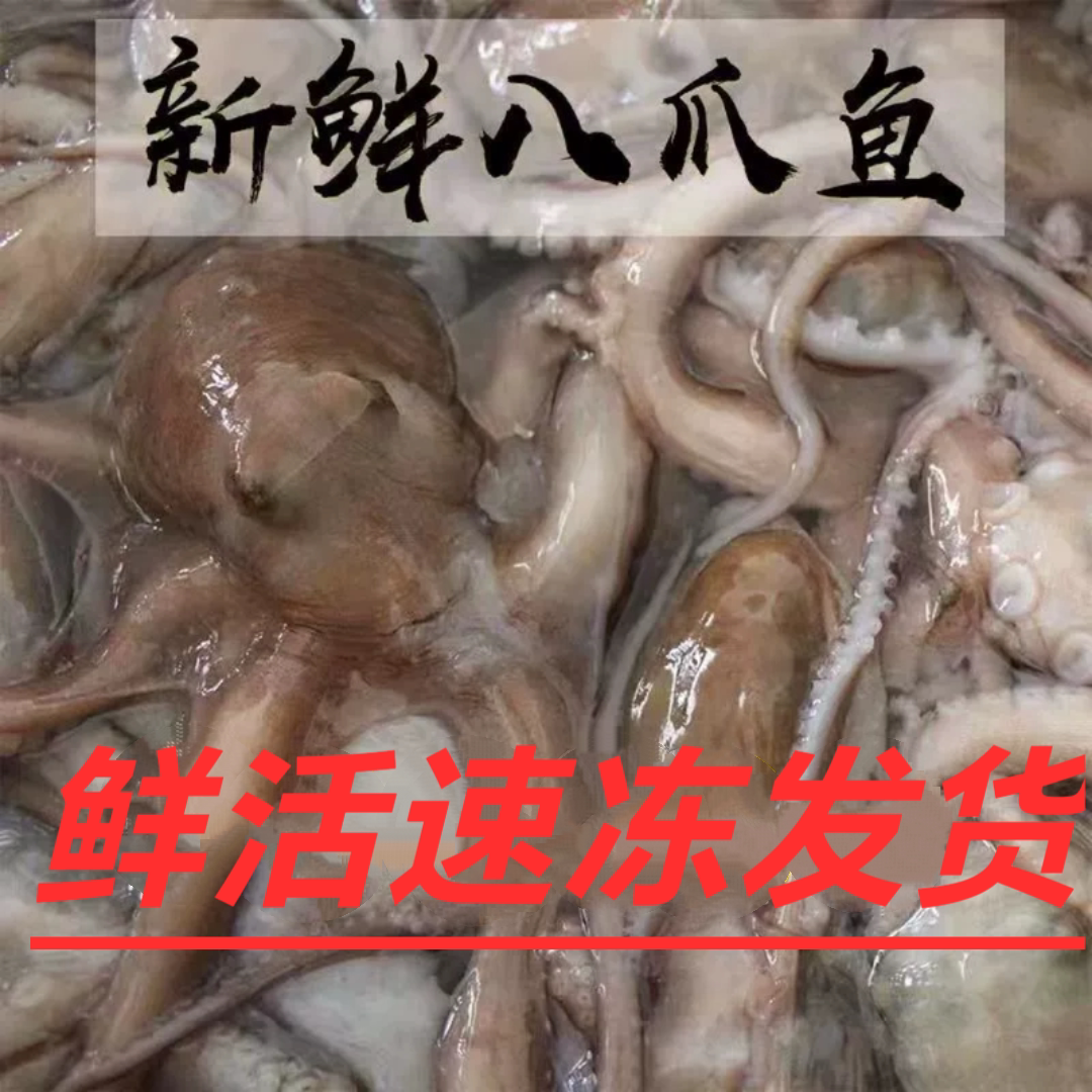 D1深海捕捞长腿八爪鱼涮火锅烧冷冻章鱼