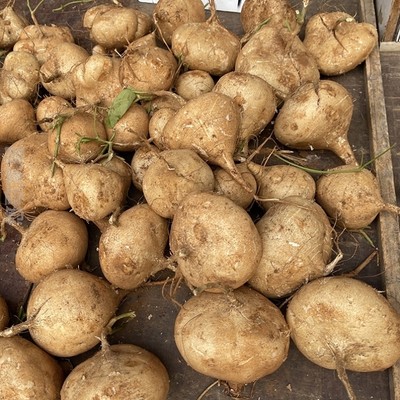 农家凉薯特产即食白心沙葛土白地瓜现挖番薯清甜新鲜水果萝卜湖北