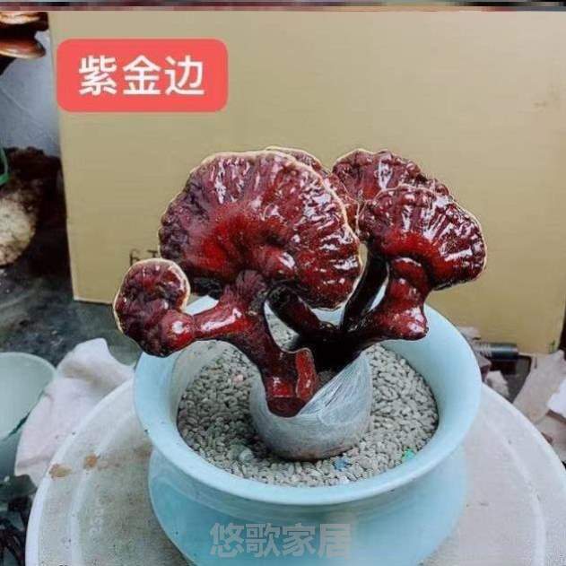 活绿植菌包种植灵芝观赏可食用盆栽灵芝真盆景上档次摆件灵芝灵芝