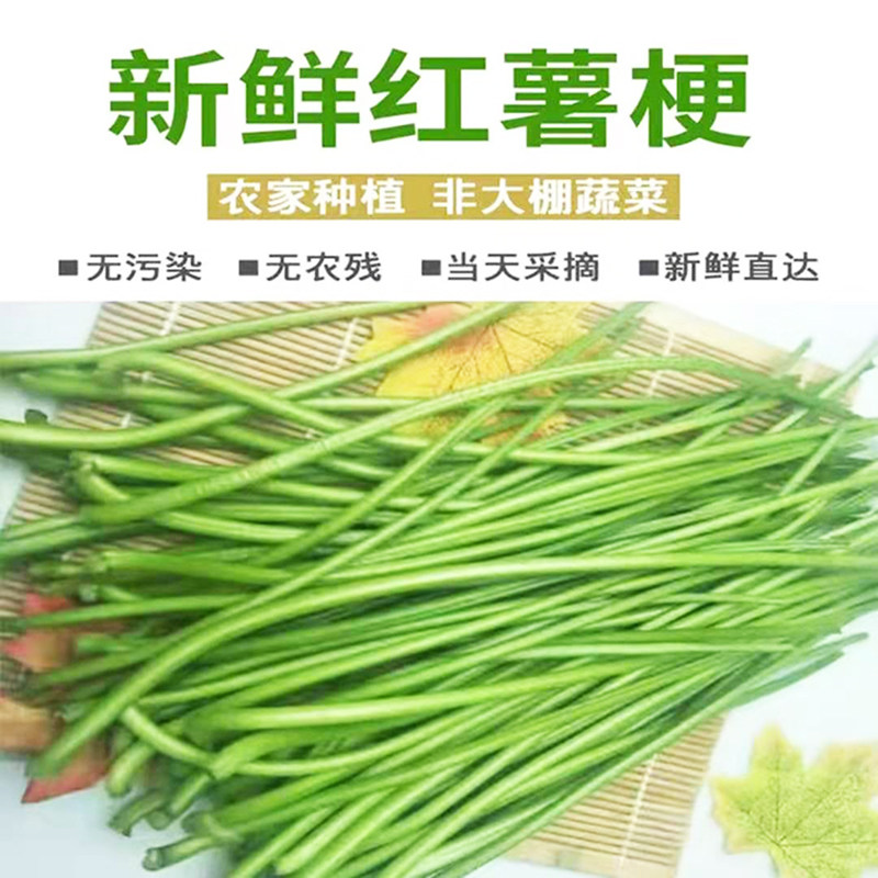 新鲜红薯梗杆现采现发脆嫩露天地叶菜类