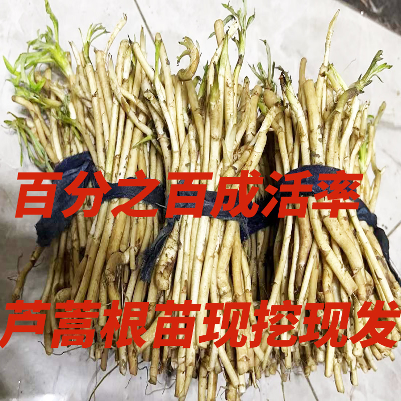 新鲜芦蒿根苗泥蒿藜蒿柳蒿四季盆栽地种蔬菜现挖现发100棵包成活