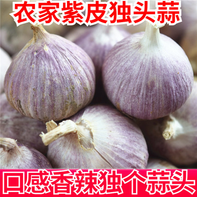 紫皮独头蒜2026新鲜云南独蒜头蒜头农产品蔬菜大蒜头红皮独瓣蒜