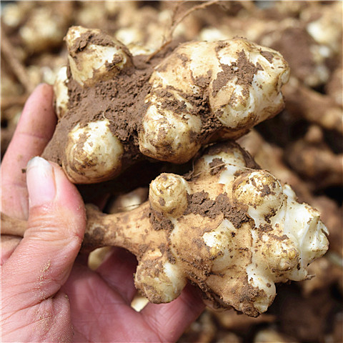 洋姜新鲜现挖野鬼子姜农家蔬菜姜不辣酱菜泡菜原产地鲜菊芋生洋姜,水产肉类/新鲜蔬果/熟食,其它,淘宝优惠券,粉丝福利购,淘宝优惠卷