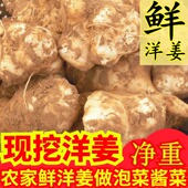 洋姜新鲜现挖野鬼子姜农家蔬菜姜不辣酱菜泡菜产地直发菊芋生洋姜