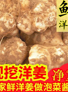 新鲜洋姜鬼子姜产地现挖农家蔬菜