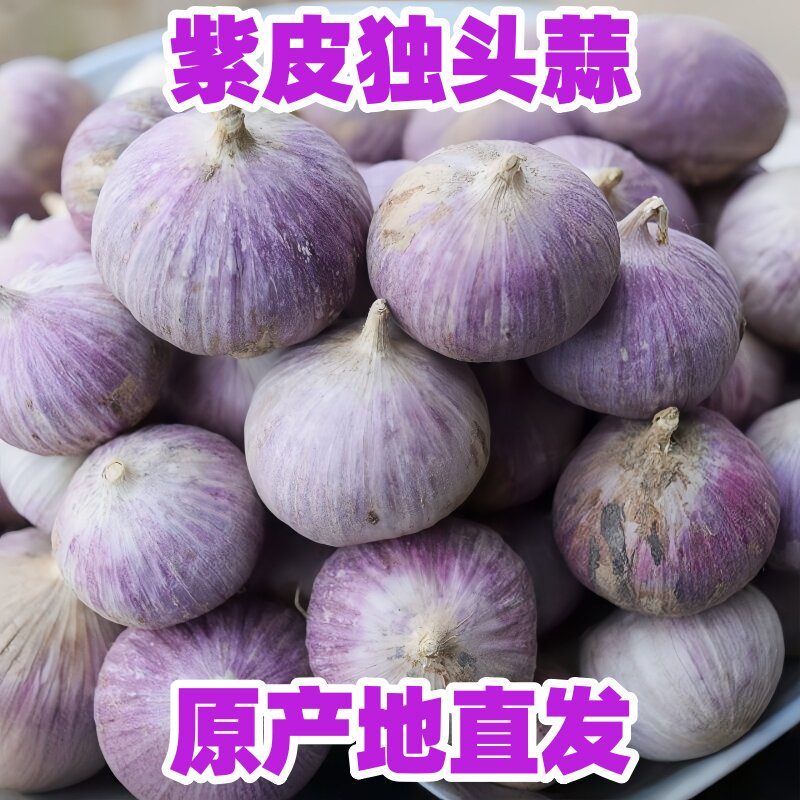 2026新鲜紫皮独头蒜产地直发紫皮独蒜珍珠小独头蒜正宗独头蒜