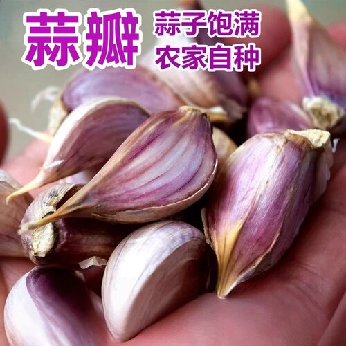 蒡蒡康紫皮小蒜瓣干蒜饱满香辣