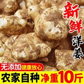 现挖生洋姜10斤新鲜鬼子姜不辣生阳姜农家蔬菜泡菜酱菜洋姜菊芋