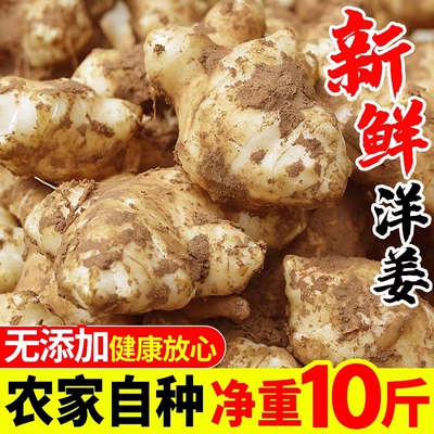 现挖生洋姜10斤新鲜鬼子姜不辣生阳姜农家蔬菜泡菜酱菜洋姜菊芋