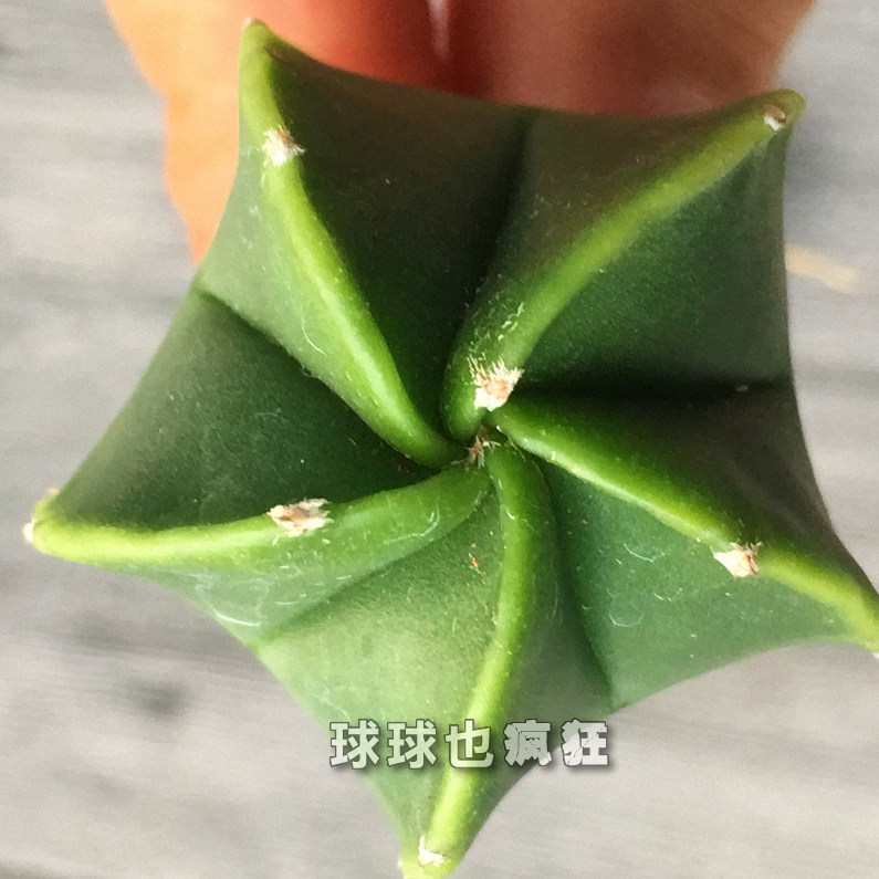 五角琉璃鸾凤玉 仙人界小清新 无刺实生仙人球 星球属 满包邮