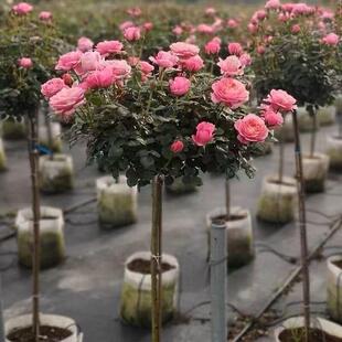 嫁接树桩月季庭院花卉阳台盆栽特大高杆玫瑰花苗大花浓香