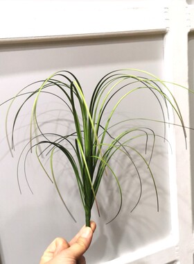 线条芦苇景观植物仿真草