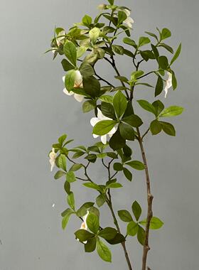 仿真绿植栀子叶花家居客厅软装饰工程欧式婚庆摆件布景插花假树叶