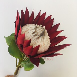 仿真南非洲帝王花假塑料展白红粉色厅样板间装饰摆设新娘手捧花