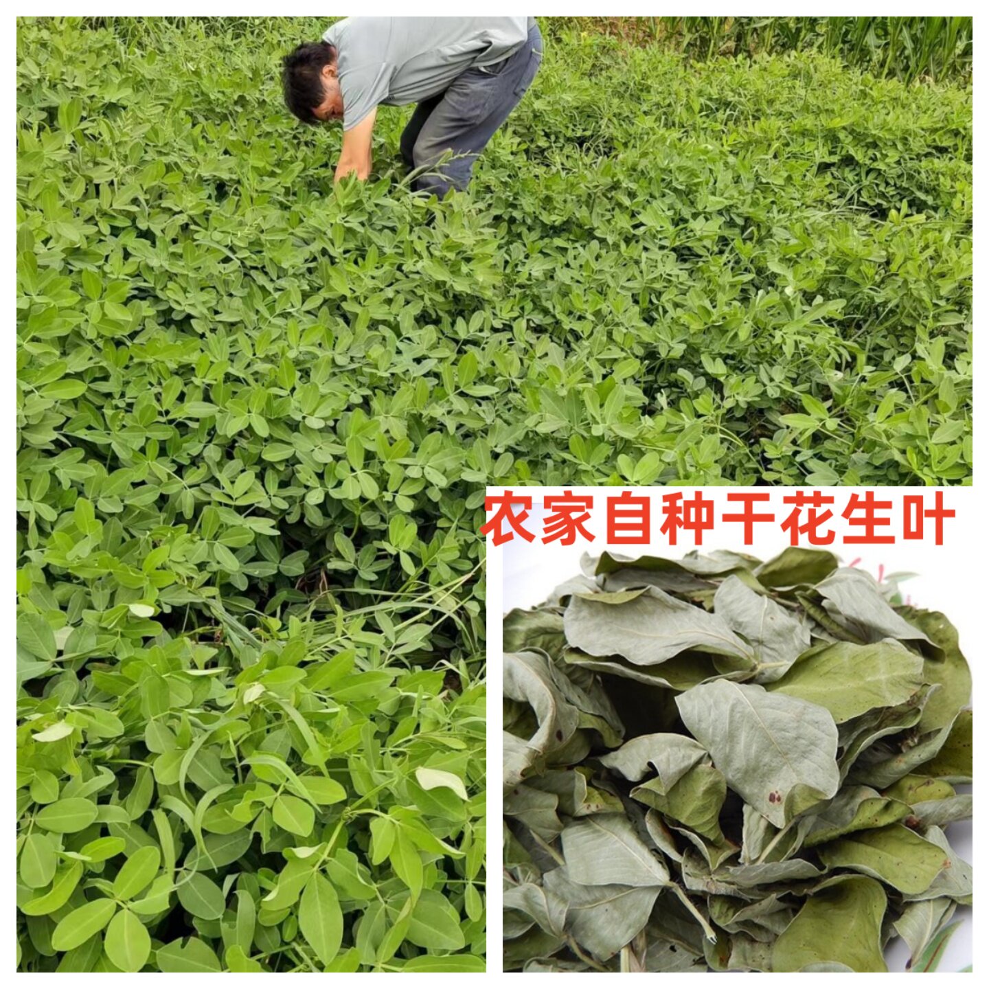 晒干花生叶新货精选农产品图片