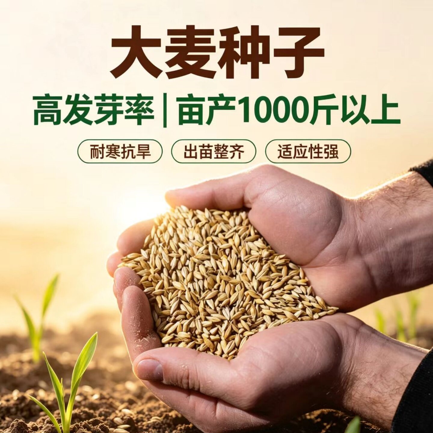 【收藏送教程】大麦发芽率高图片
