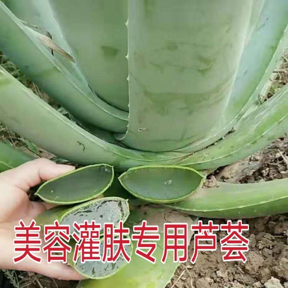 特价30斤库拉索芦荟王美容院灌肤专用补水淡痘印可食用盆栽绿植