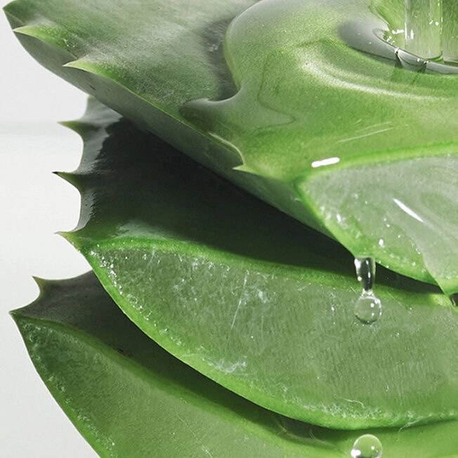 美容芦荟叶片库拉索芦荟叶新鲜大芦荟叶美容院芦荟灌肤可食用叶片