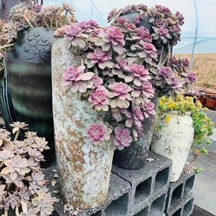 景德镇陶瓷多肉花盆手工切口花瓶复古粗陶透气法师罐悬崖紫乐老桩