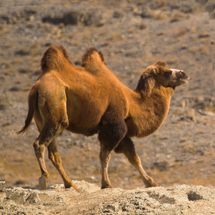 【骆驼专拍】正宗新鲜内蒙古阿拉善骆驼肉
