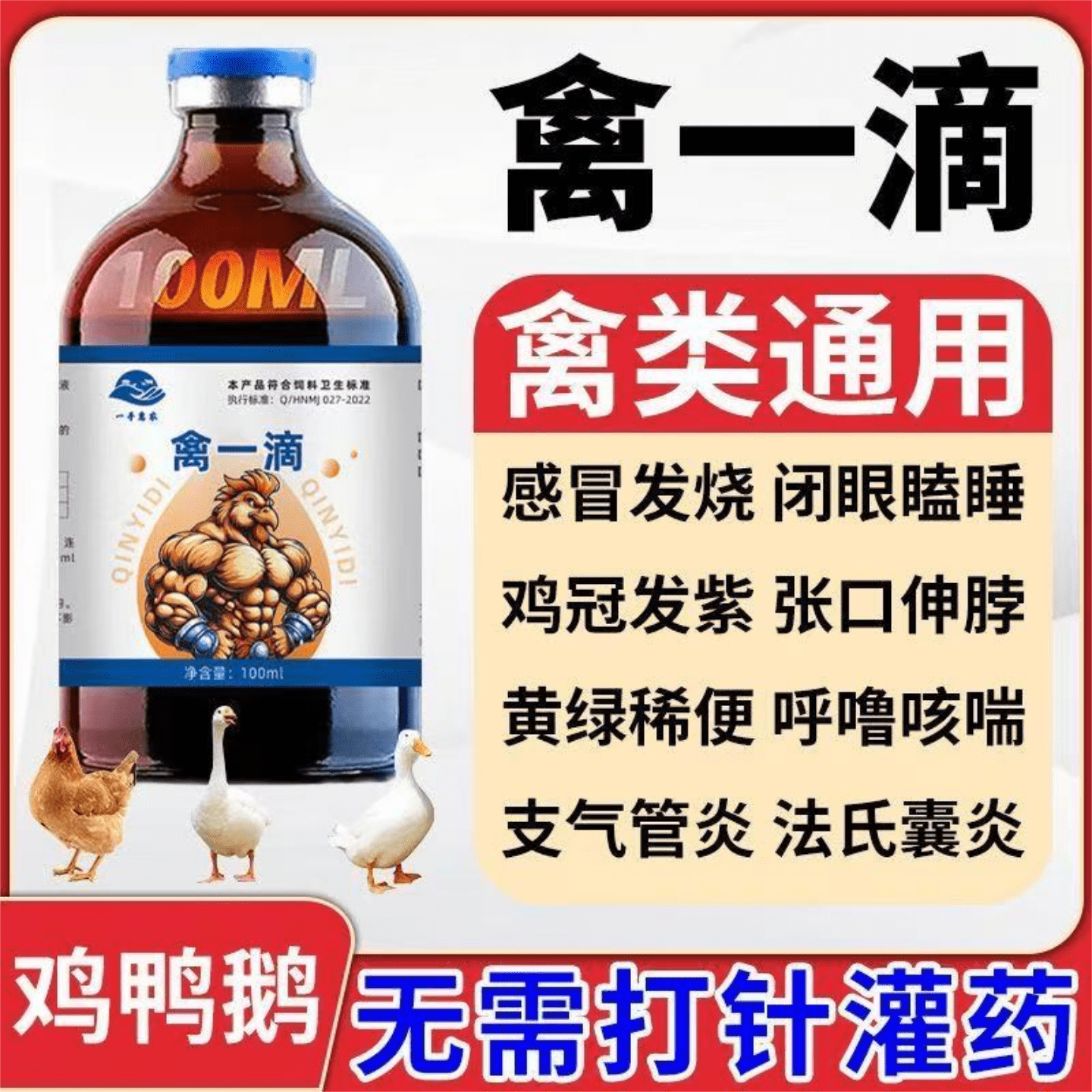 禽一滴雞鴨鵝鵪鶉鴿子專