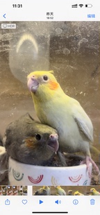 手养鹦鹉活鸟活物玄凤鹦鹉小鸟活鸟会学说话的鸟类活鸟宠物鹦鹉