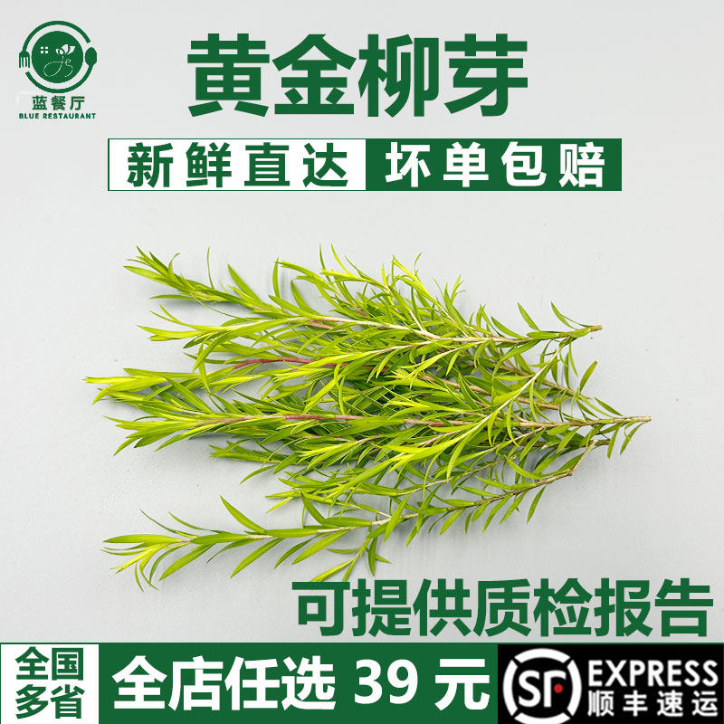 新鲜黄金柳芽30支嫩芽黄金银柳烘焙蛋糕西餐装饰西餐摆盘装饰花草