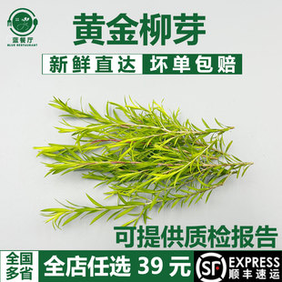新鲜黄金柳芽30支嫩芽黄金银柳烘焙蛋糕西餐装饰西餐摆盘装饰花草