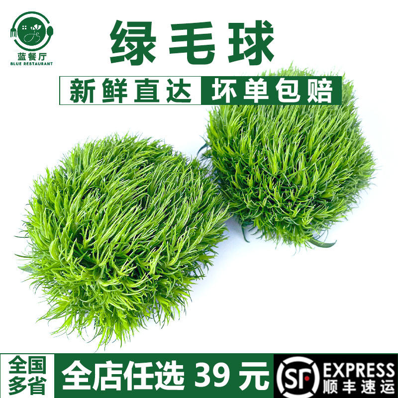 绿毛球刺身摆盘装饰花草