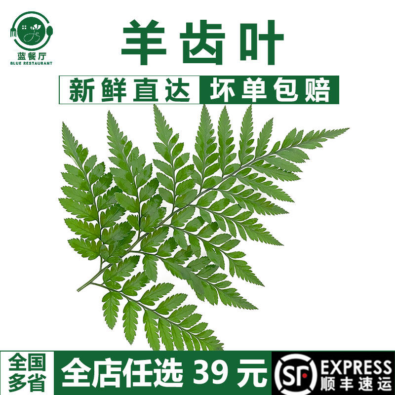 【蓝餐厅】新鲜羊齿叶高山杨子叶10支 摆盘花草 烘焙蛋糕装饰叶子