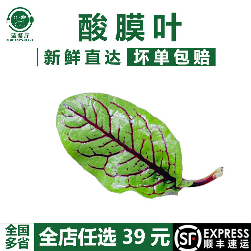 蓝餐厅新鲜酸膜叶红脉酸模叶餐厅摆盘装饰花草50片烘焙装饰