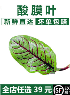 蓝餐厅新鲜酸膜叶红脉酸模叶餐厅摆盘装饰花草50片烘焙装饰