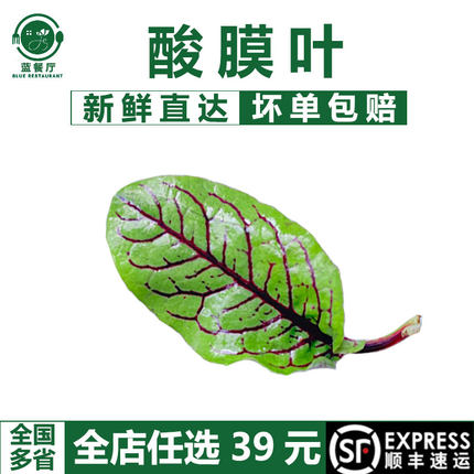 蓝餐厅新鲜酸膜叶红脉酸模叶餐厅摆盘装饰花草50片烘焙装饰