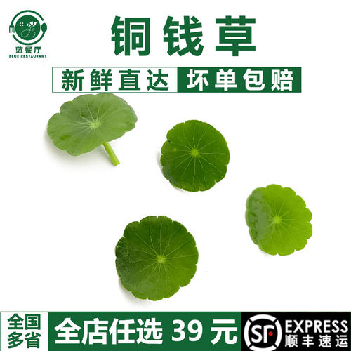 新鲜铜钱草20片旱金莲叶