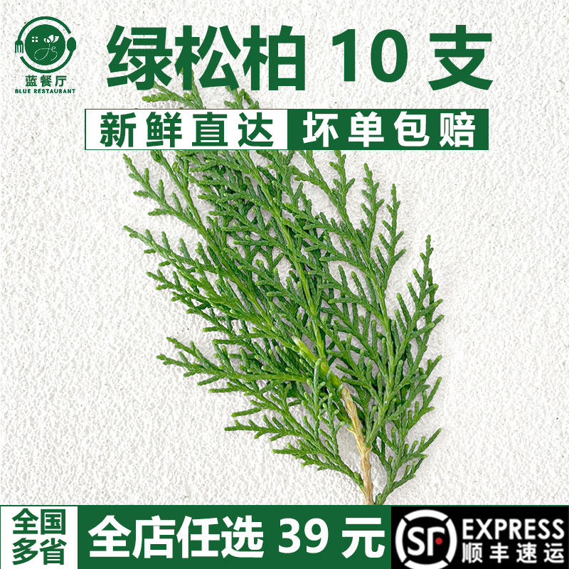新鲜扁柏叶松柏叶西餐摆盘装饰