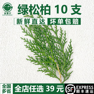 新鲜扁柏叶松柏叶西餐摆盘装饰酒店日料刺身点缀侧柏枝扁柏枝叶子