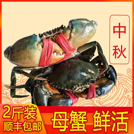 渔民母蟹(2斤装4-6只)青蟹鲜活大海螃蟹海鲜中秋好礼包邮顺丰