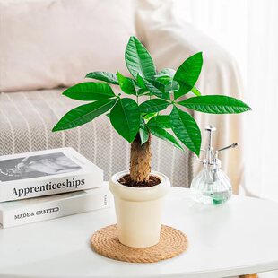 发财树财源滚滚室内小盆栽桌面绿植半水培植物