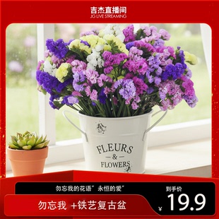 带盆勿忘我半干花真花鲜艳客厅摆件无需加水