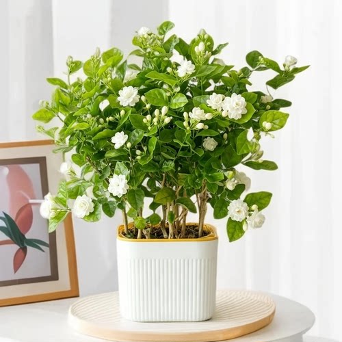 茉莉花盆栽开花植物浓香型室内室外阳台庭院