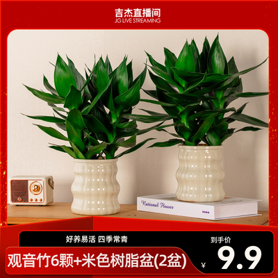拍一发二水培富贵竹观音竹办公室美观树脂盆盆栽