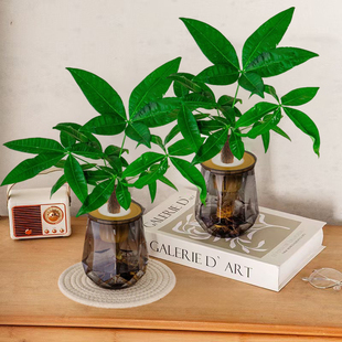 办公室桌面盆栽植物水培发财树简单好养