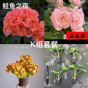 [K组套餐]鲑鱼之夜+丘比特+奎尔特夫人（3颗小苗包对版）