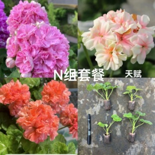 [N组套餐]克里米亚玫瑰+橘子果酱+天赋（3颗小苗包对版）