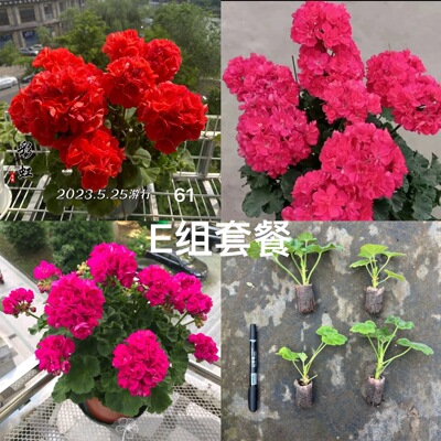 [E组套餐]重彩游行+重彩诗人+直立吉普赛女郎（3颗小苗包对版）