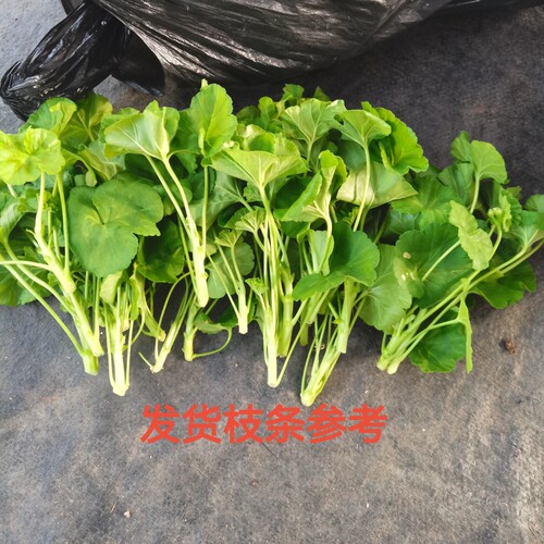 重瓣天竺葵枝条收到会打焉介意勿拍