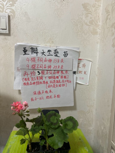 重瓣天竺葵小苗随机搭配不同品种带标签包对版
