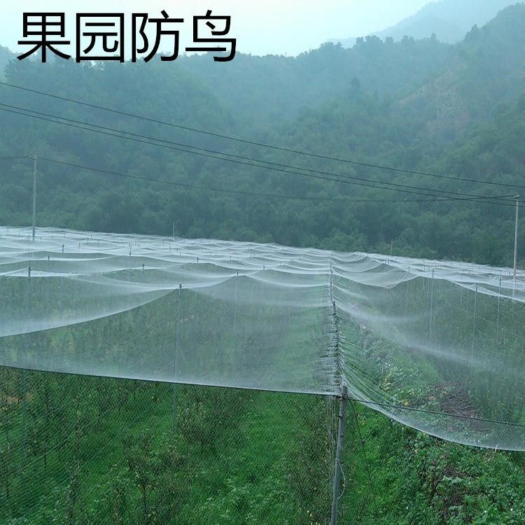 包郵楊梅 水果樹罩 櫻桃 蚊帳 防蟲網 羅幔 防鳥網 防風網 40目網在類目 鮮花速遞/花卉仿真/綠植園藝, 園藝用品, 其它園藝用品中 - 來自Buy2taobao.com提供專業的淘寶代購服務